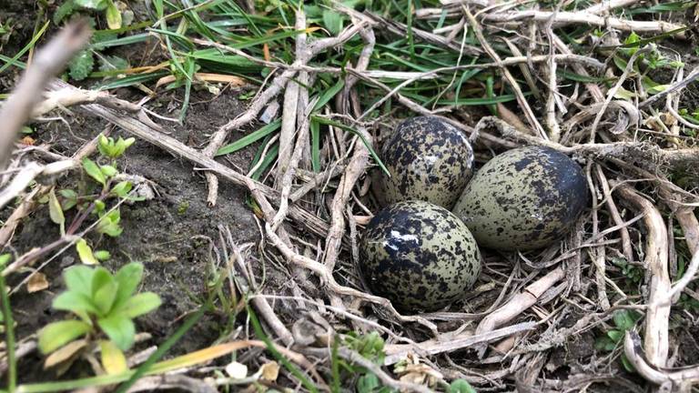 Het complete nest (foto: Jochem Sloothaak/Brabants Landschap).