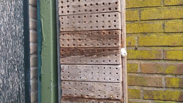 Een zilveren boomkussen aan het insectenhotel van Marion (foto: Marion Verspaandonk).