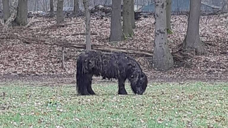 De gestolen pony is weer terecht (foto: politie Asten).