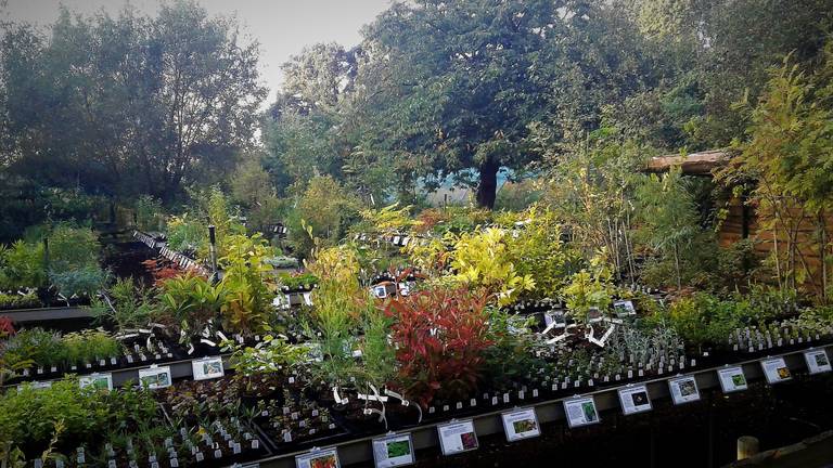 lezing verdieping verantwoordelijkheid Bijzondere kwekerij komt door coronacrisis niet van planten af - Omroep  Brabant