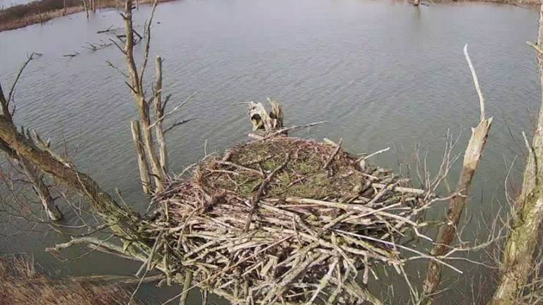 Het nestje (foto: Staatsbosbeheer).