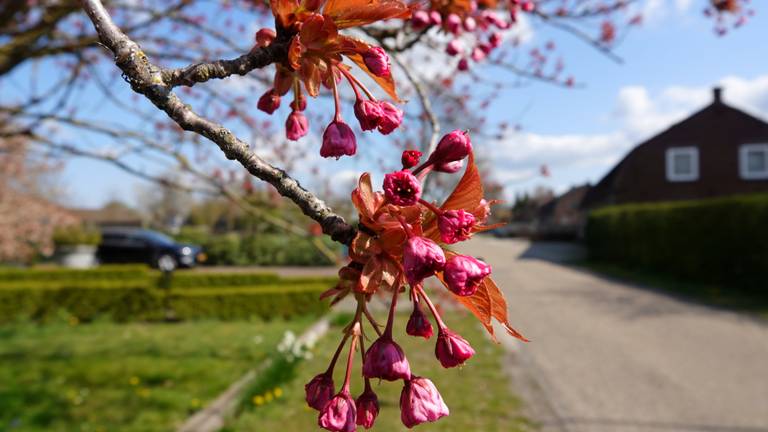 Roze bloesem (foto: Ben Saanen).