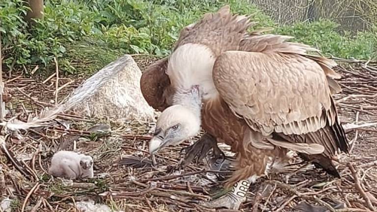 Het dier werd eerder deze maand geboren na een broedduur van vijftig dagen (foto: Dierenrijk).