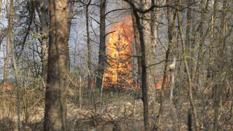 Donderdag woedde een heidebrand in Schijf (foto: Christian Traets/SQ Vision Mediaprodukties).