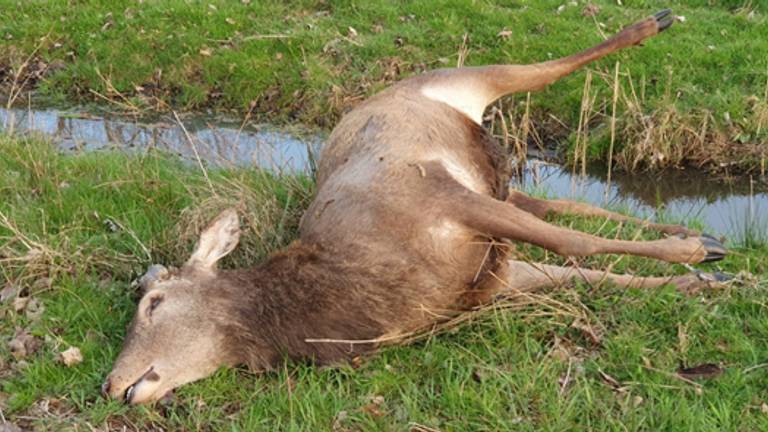 Het edelhert werd doodgeschoten (foto: Facebook Politie Best - Oirschot).