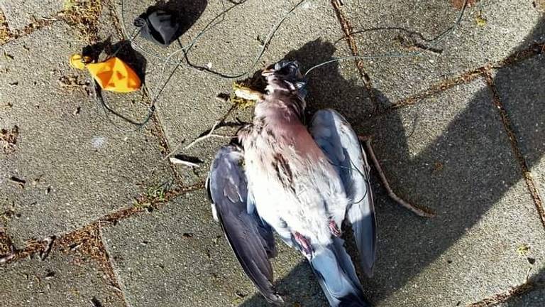 Zo vond Richard de duif op zijn stoep. (Foto: Richard Jansen)