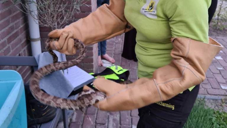 Beschermd met handschoenen werd de rattenslang vervoerd (foto: Dierenambulance Zuidoost Brabant).