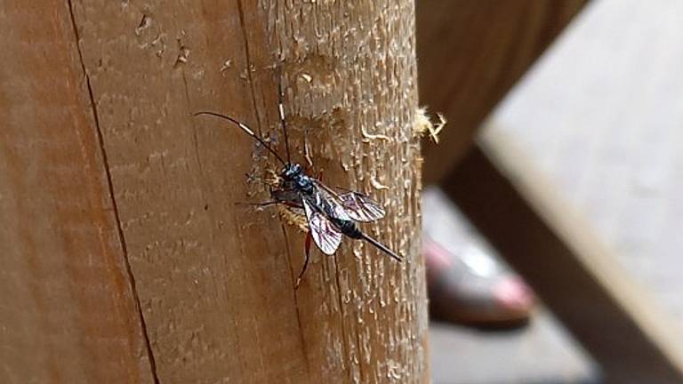 Stenarella victoriae, een sluipwesp (foto: Willy Heesakkers).