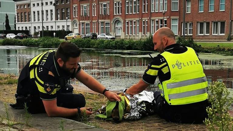 De politie verzorgde de ree (foto: politie). 