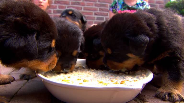 Een klein deel van de vele honden.