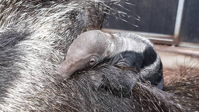 Beschuit met miertjes in ZooParc, maar papa gelooft het allemaal wel