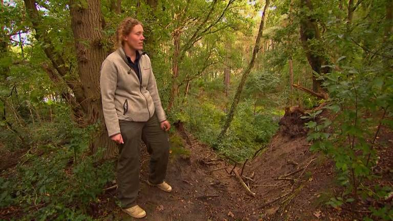 Historische eikenwal bij Alphen lijdt onder mountainbikers en wandelaars