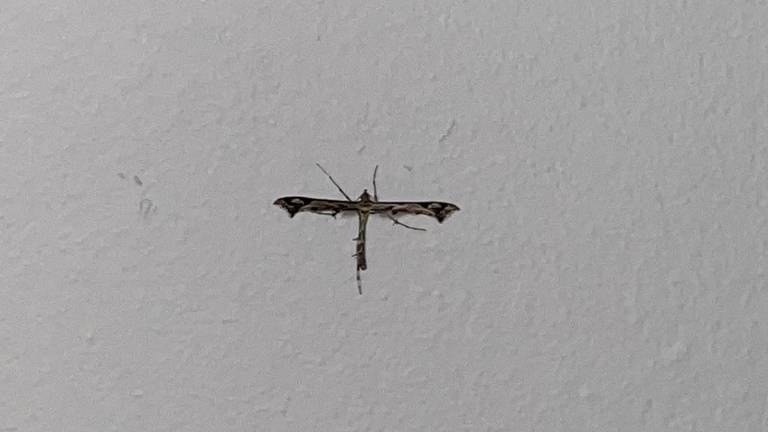 Een vreemd insect met vampierachtige vleugels, de scherphoekvedermot (foto: Floris Kimman).