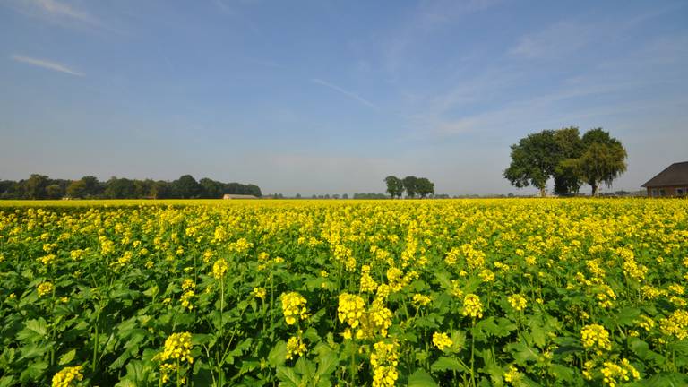 Zonnig nazomerweer in Budel (foto: Ben Saanen).