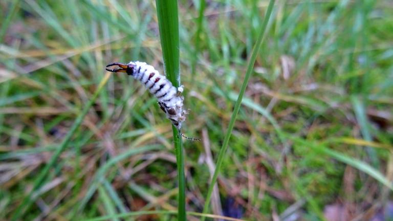 Loes was benieuwd naar wat ze hier precies zag (foto: Loes Westgeest).