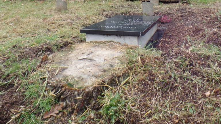 Edo schrok flink toen hij zag dat de conifeer bij het graf van zijn broertje was omgezaagd (foto: Edo Cornelissen).