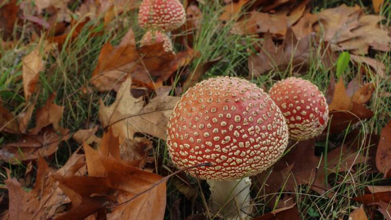 Foto: Jacqueline Mollen