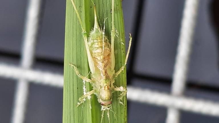 Een sabelsprinkhaan die is aangetast door de schimmel entomophthora gryllii (foto: Rianne van Beers).