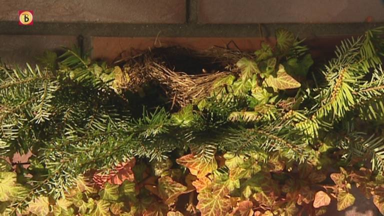 Merels geboren in december