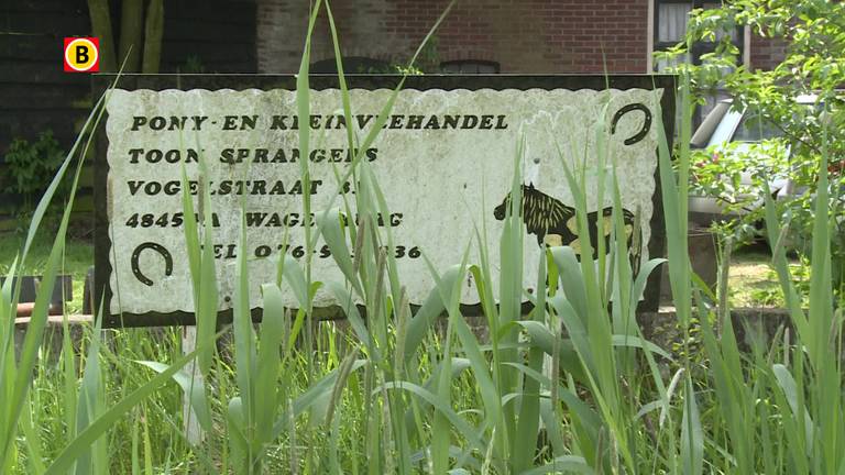 Veehandelaar Sprangers na twee inbeslagnames: Ik voel me een aangeschoten dier