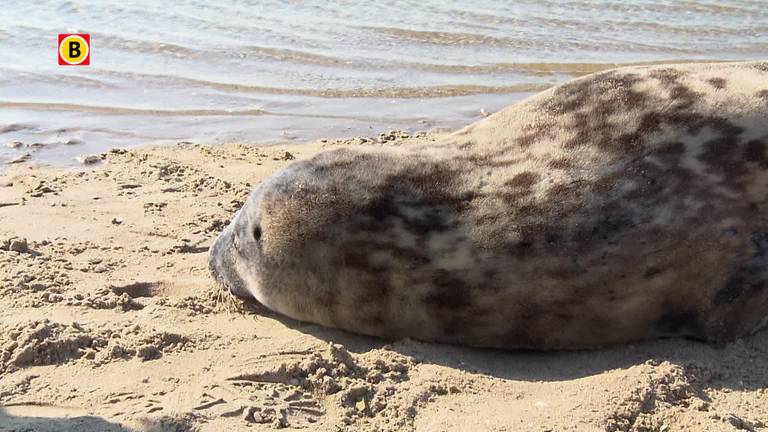 Zeehond in Thoolse wateren