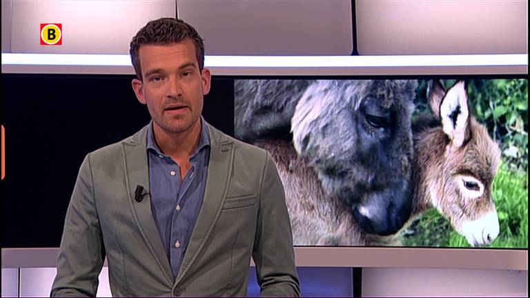 Mini-ezeltje Clinton geboren bij ezelstal Hoeve Noordhoek in Oud Gastel