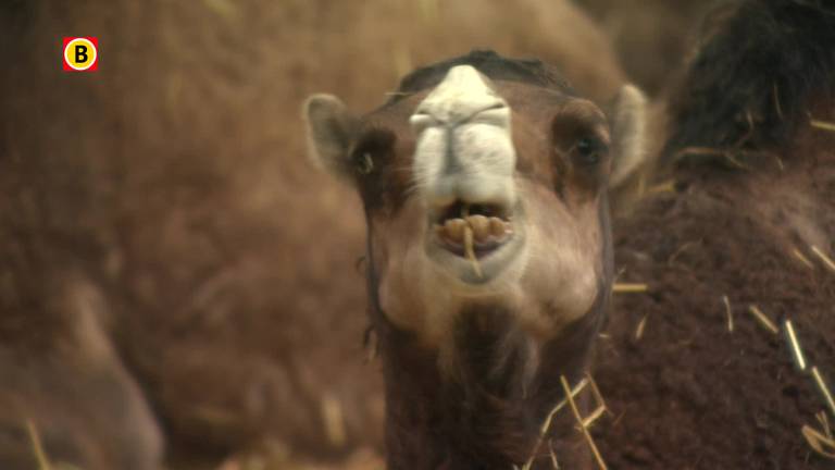 Kamelenmelk uit Berlicum populair