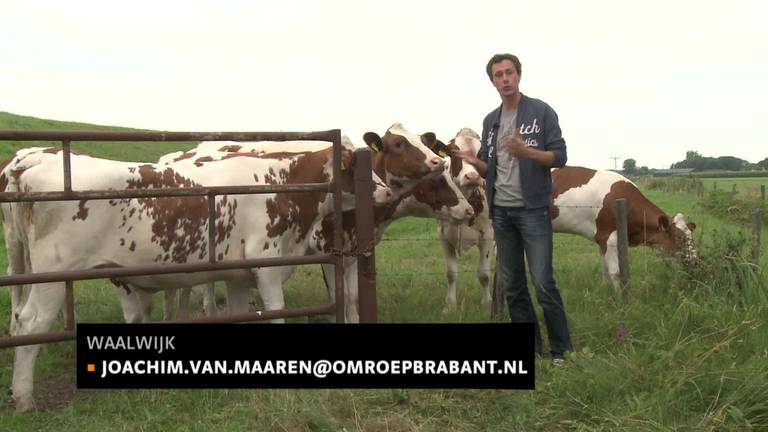 Koeien in paniek en boer boos door landende luchtballon in Waalwijk
