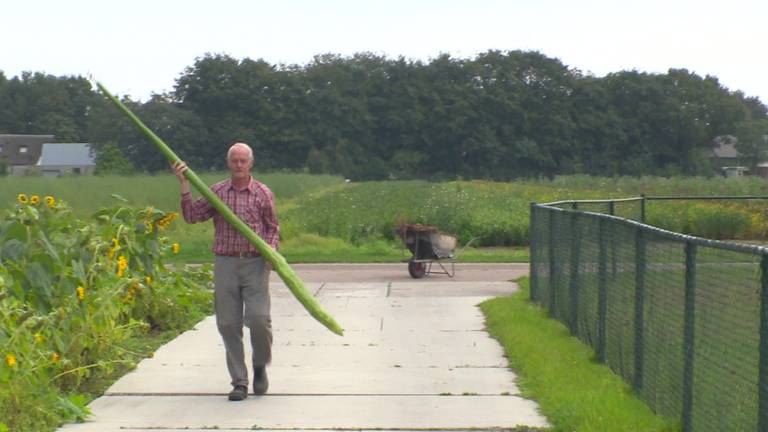 Toon Hendriks kocht 't zaad voor giga-kalebas in Amerika