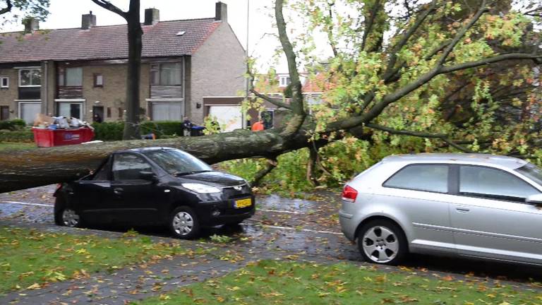 Dag na de storm worden zwakke bomen gecontroleerd en omgezaagd
