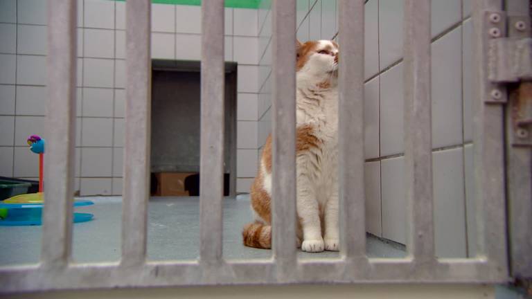 Dierenopvang Eindhoven zit tjokvol: baasjes gezocht voor katten