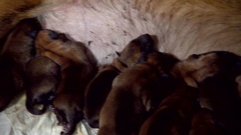 18 puppy`s voor herder Tika