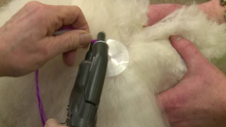 Hairextensions van mensenhaar laten zetten bij je hond kan in Eindhoven