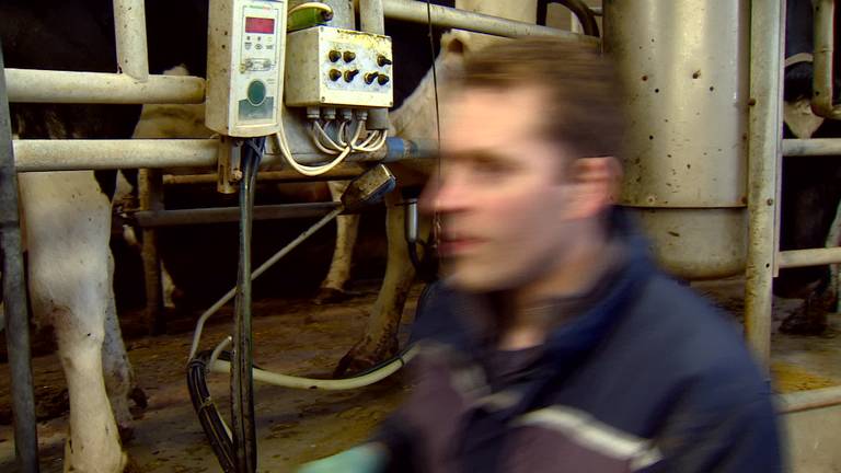 Na 30 jaar is het melkquotom voorbij. Brabntse melkveehouders zijn blij.