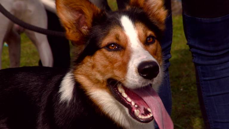 Hip hollen met je hond is de nieuwe trend op sportgebied in Bergen op Zoom