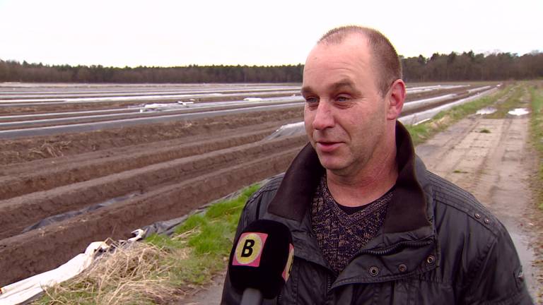 Asperges zijn duur en laat in Brabant