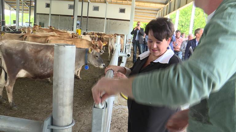 Modernste biologische melkveehouderij staat in Kaatsheuvel