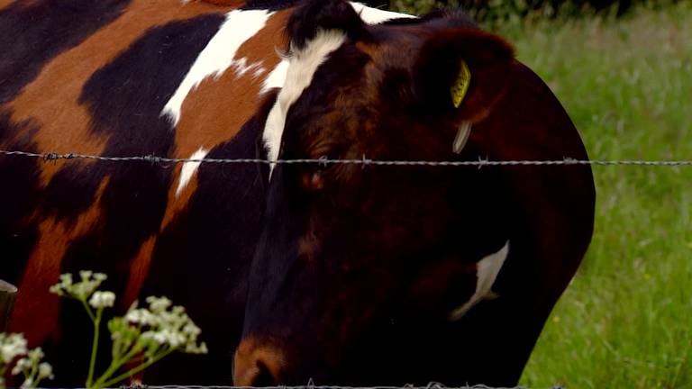 Toos55 is de ster van het weiland in Linden: de koe heeft drie kleuren!