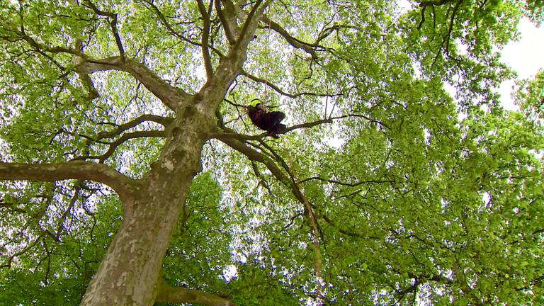 Zo snel mogelijk de boom in bij het NK boomklimmen in Den Bosch