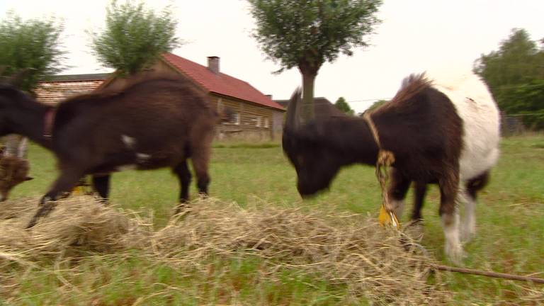 Zoektocht naar de Nederlandse landgeit in Gemert