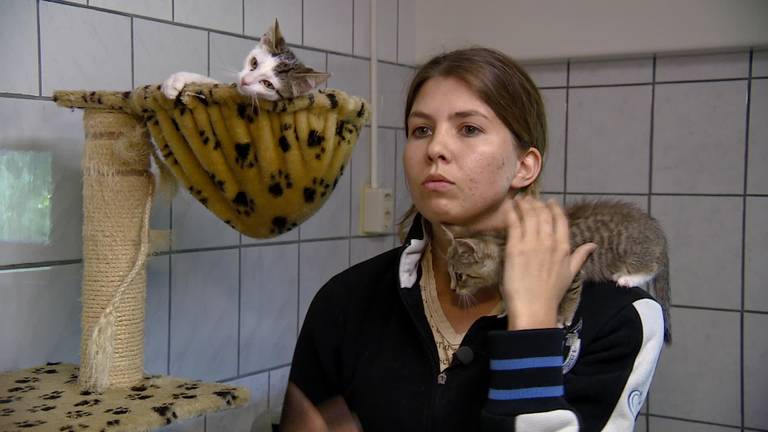 Dierenopvangcentrum in Uden puilt uit met gedumpte 'vakantiekatten'