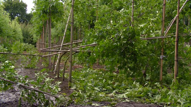 Vijfentwintighonderd omgewaaide bomen in Berkel-Enschot; de boomkweker baalt ervan.