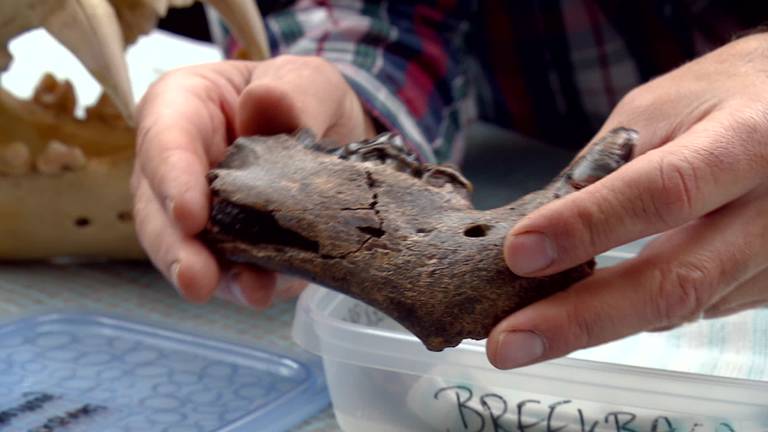 Enzo (10) schenkt kaak van grottenleeuw aan Oertijdmuseum in Boxtel