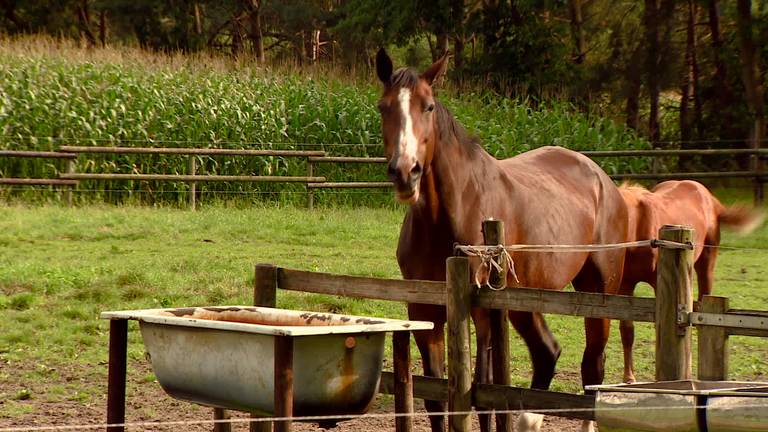 Paardenbeul Ulvenhout zou ook landelijk actief zijn