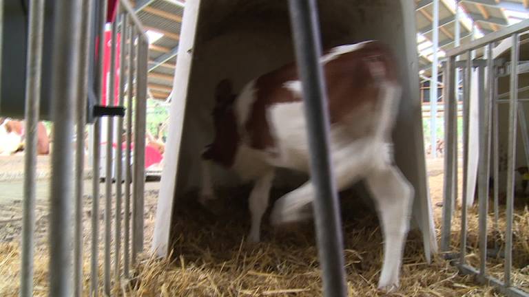 'Boeren moeten niet zeuren en zeiken maar creatiever ondernemen'