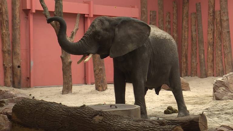 Safaripark Beekse Bergen verwacht binnenkort geboorte van eerste Afrikaanse olifant  in de Benelux