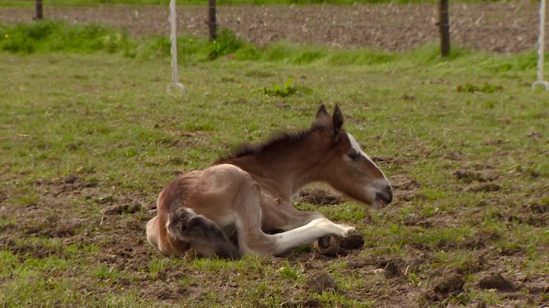 Bijzondere paardentweeling in Herpt