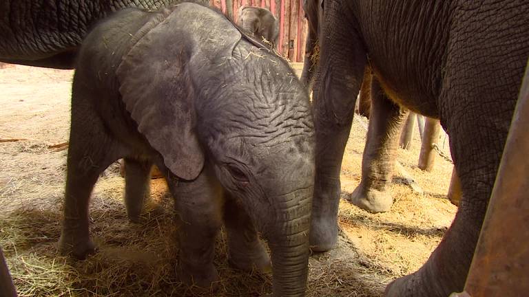 Olifantje Madiba geboren in de Beekse Bergen