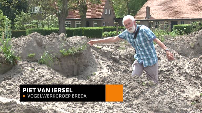 Broedende oeverzwaluwen verjaagd bij de Bavelse Berg