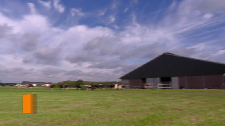 Nieuwe mestregels zouden tachtig Brabantse melkveebedrijven de kop kunnen kosten